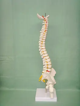 45cm Žmogaus Stuburo Kaulų Skeleto Modelis Sėdi Laikysena Modelis Medicinos Mokslo, Mokymo Laboratorijų Reikmenys Anatomijos Modelis Žaislas