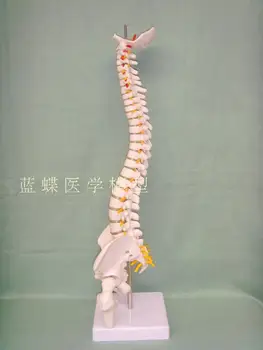 45cm Žmogaus Stuburo Kaulų Skeleto Modelis Sėdi Laikysena Modelis Medicinos Mokslo, Mokymo Laboratorijų Reikmenys Anatomijos Modelis Žaislas