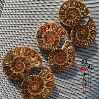 5vnt/Daug Gamtos Ammonite Iškastinio Pavyzdys Shell Gydymo 20mm 30mm