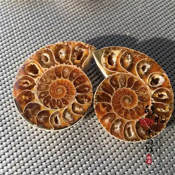 5vnt/Daug Gamtos Ammonite Iškastinio Pavyzdys Shell Gydymo 20mm 30mm