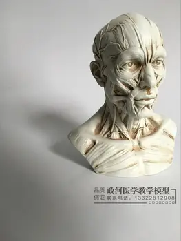 Meno Eskizas Žmogaus Raumenų Skeletas Galvos Kaukolės Modelis Anatomija Krūtinė Modelis