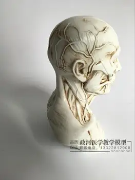 Meno Eskizas Žmogaus Raumenų Skeletas Galvos Kaukolės Modelis Anatomija Krūtinė Modelis