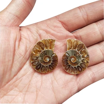 Pora Gamtinių Myli Chrizantemų Vaivorykštė Padalinta Ammonite Iškastinio Pavyzdys Shell Gydymo Madagaskaras Mineralinių Pavyzdys
