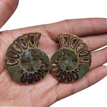 Pora Gamtinių Myli Chrizantemų Vaivorykštė Padalinta Ammonite Iškastinio Pavyzdys Shell Gydymo Madagaskaras Mineralinių Pavyzdys