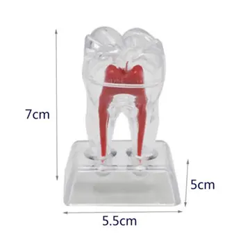 Stomatologijos Odontologijos Kristalų Bazės Kieto Plastiko Dantų Krūminių Dantų Modelis Sveikatos Priežiūros Priemonė Vaikams, Vaikų Dantų Sveikatos Ugdymo Modelis